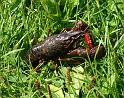 Procambarus_clarkii_D3121_Z_80_Loosdrechtse plassen_Nederland